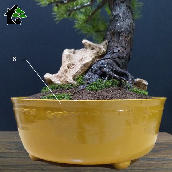درختچه مینیاتوری کاج نیمه مصنوعی طرح بونسای 6-2