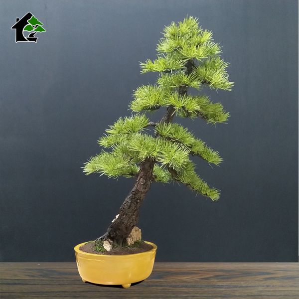 درختچه مینیاتوری کاج نیمه مصنوعی طرح بونسای 6-2