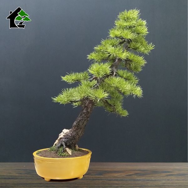 درختچه مینیاتوری کاج نیمه مصنوعی طرح بونسای 6-2
