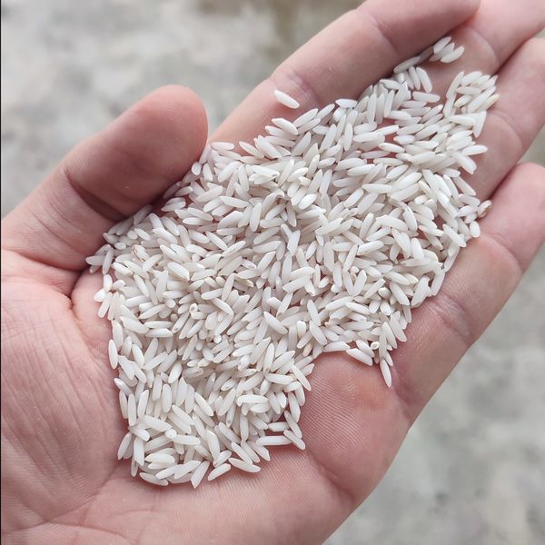 برنج هاشمی آستانه اشرفیه(100کیلو)