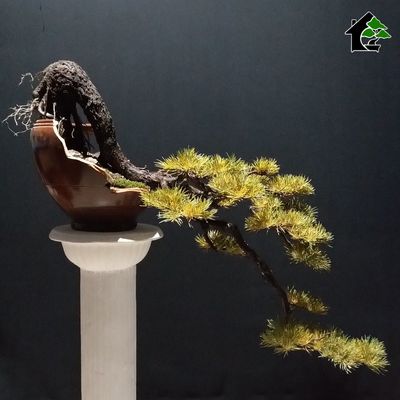درختچه مینیاتوری کاج نیمه مصنوعی طرح بونسای 8-2