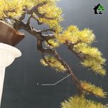 درختچه مینیاتوری کاج نیمه مصنوعی طرح بونسای 8-2