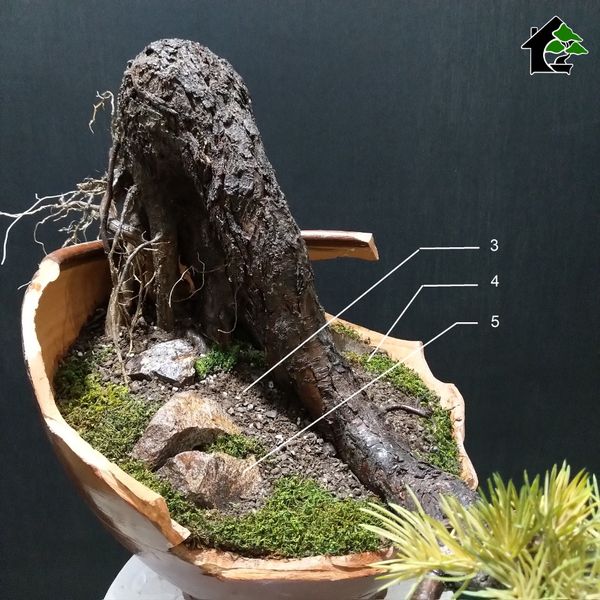 درختچه مینیاتوری کاج نیمه مصنوعی طرح بونسای 8-2