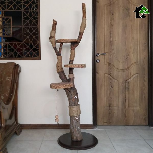 اسکرچر گربه خانگی 3