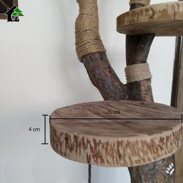 اسکرچر گربه خانگی 3