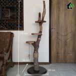 اسکرچر گربه خانگی 3