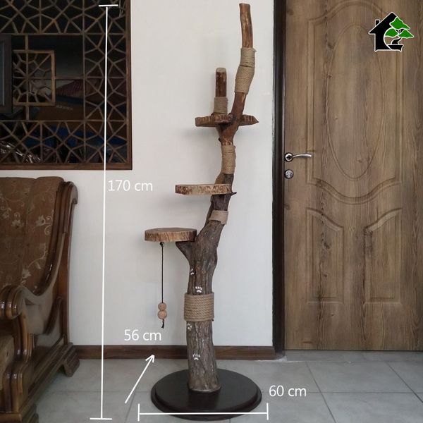 اسکرچر گربه خانگی 3