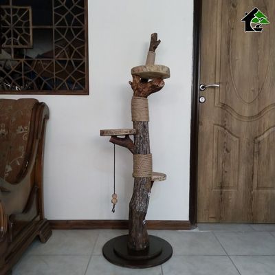 اسکرچر گربه خانگی 2