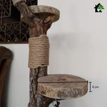 اسکرچر گربه خانگی 2