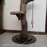 اسکرچر گربه خانگی 2