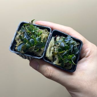 گیاه بوسفلاندرا ردمینی