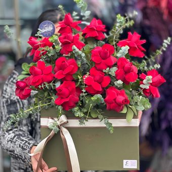 باکس رز پارمیدا