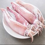 کالاماری ( اسکویید ) Calamari,Squid
