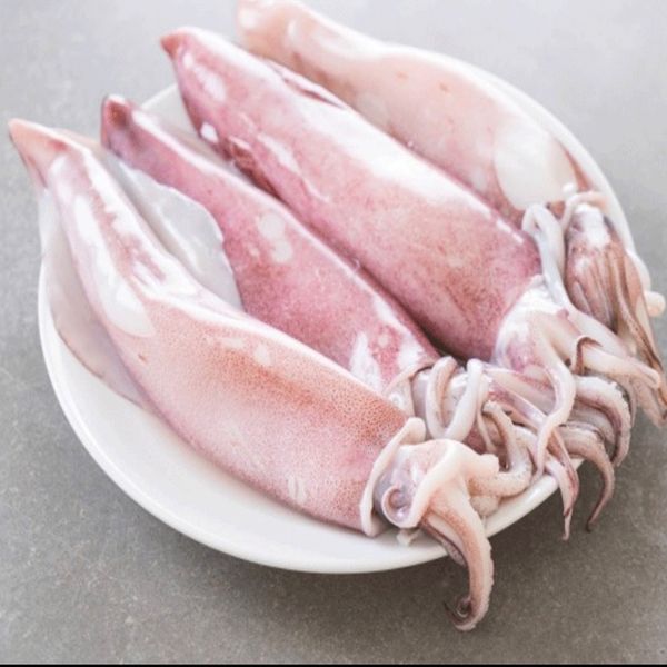 کالاماری ( اسکویید ) Calamari,Squid