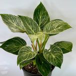 فیلودندرون برکین