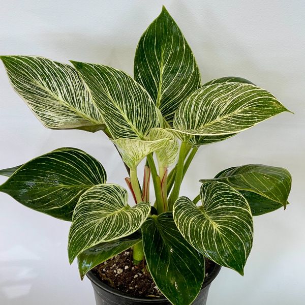 فیلودندرون برکین