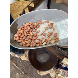 بادام زمینی