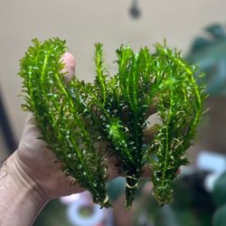 گیاه پانچی دم گربه‌ای (5شاخه)