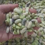 باقالی کشاورزی
