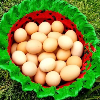 تخم مرغ محلی