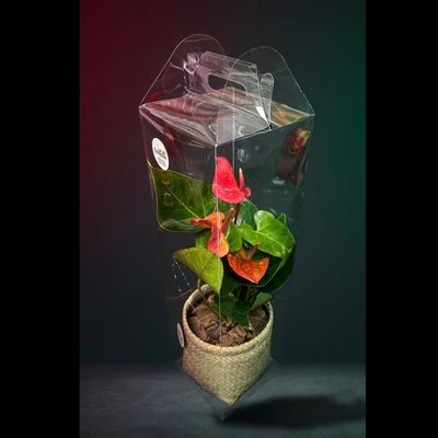 باکس هدیه آنتوریوم سایز 50 سانتی