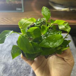گیاه آنوبیاس گلدن اسپشز سایز L