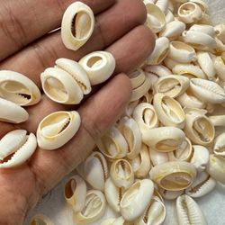 صدف سپیرا پشت برش