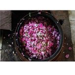 گلاب ربیع - 0.43 لیتر-12عددی