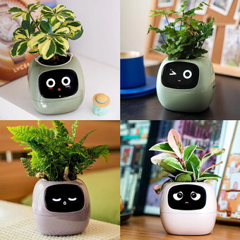 گلدان هوشمند مسدیو مدل smart Flowerpots