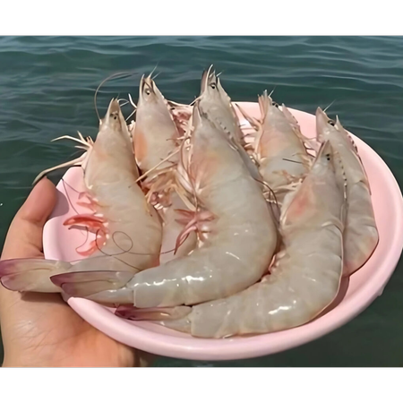 میگو صورتی بوشهر سایز خیلی درشت 20 تا 30 عدد