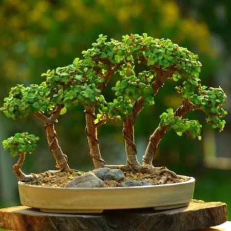 بذر برگ نو چینی بسته 10 هزار عددی