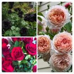 پک بذر رز (ژولیت،هلندی،مشکی)