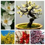 پک بذر (گل یخ،مگنولیا سفید،مگنولیا صورتی،به ژاپنی،یاس طاووسی)