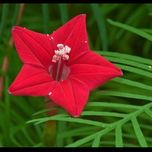 بذر پیچک سرو تاک بسته 5عددی