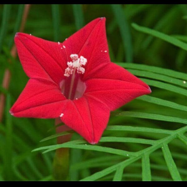 بذر پیچک سرو تاک بسته 5عددی