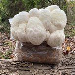 بذر قارچ یال شیر هریسیوم لیناز گستر کد 15 وزن 200 گرم