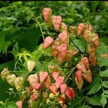 بذر باران طلایی بسته 1000 عددی