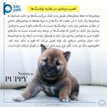 مکمل توله سگ بایو پت مدل Puppy وزن 400 گرم