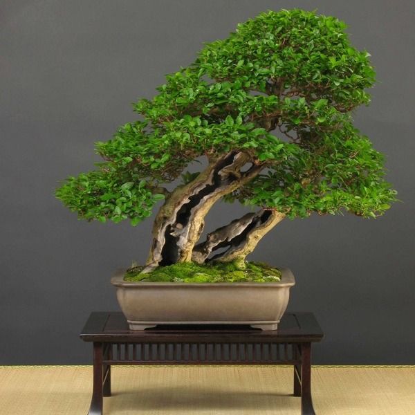 بذر برگ نو چینی بسته 10 هزار عددی