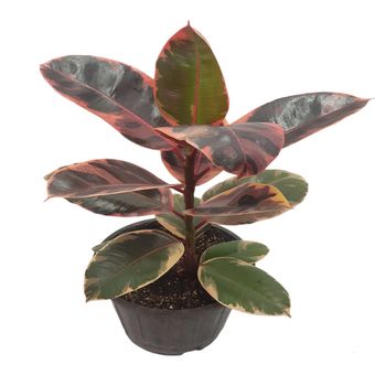 گیاه طبیعی فیکوس شرابی