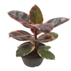 گیاه طبیعی فیکوس شرابی