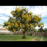 بذر درخت باران طلایی بسته 15 عددی