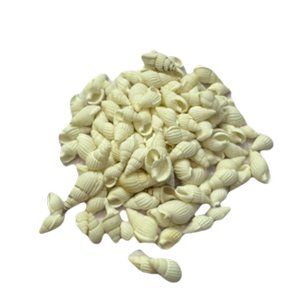 گوش‌ماهی کوچک‌ سفید (بدون سوراخ)