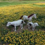 فیگور مدل حیوانات اهلی مجموعه 3 عددی