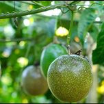 بذر پشن فروت بسته 5 عددی