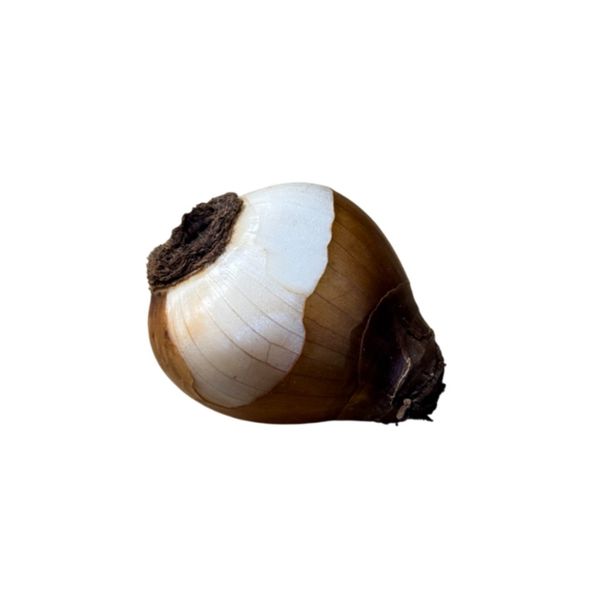 پیاز نرگس شیراز 1 عدد
