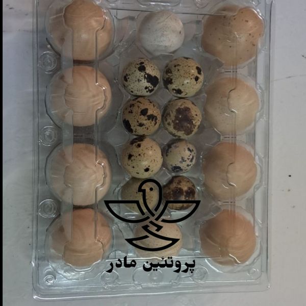 تخم مرغ محلی و تخم بلدرچین میکس
