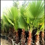 بذر نخل باد بزنی بسته 1000 عددی