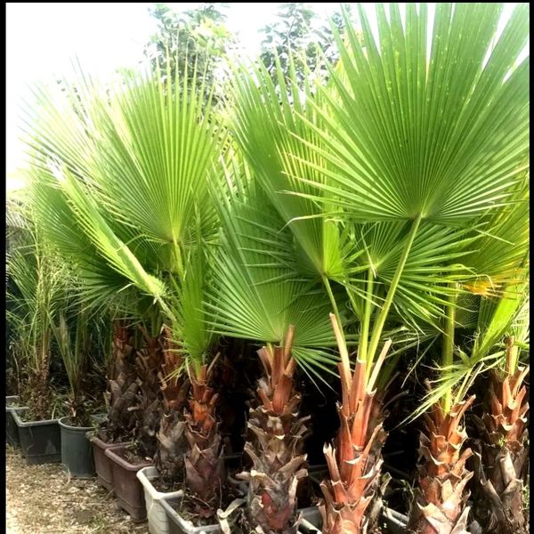 بذر نخل باد بزنی بسته 1000 عددی