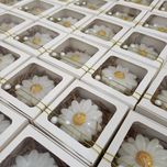 گیفت گل بابونه مدل جعبه ای
